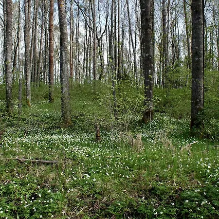 Feriehus Paerus Fors